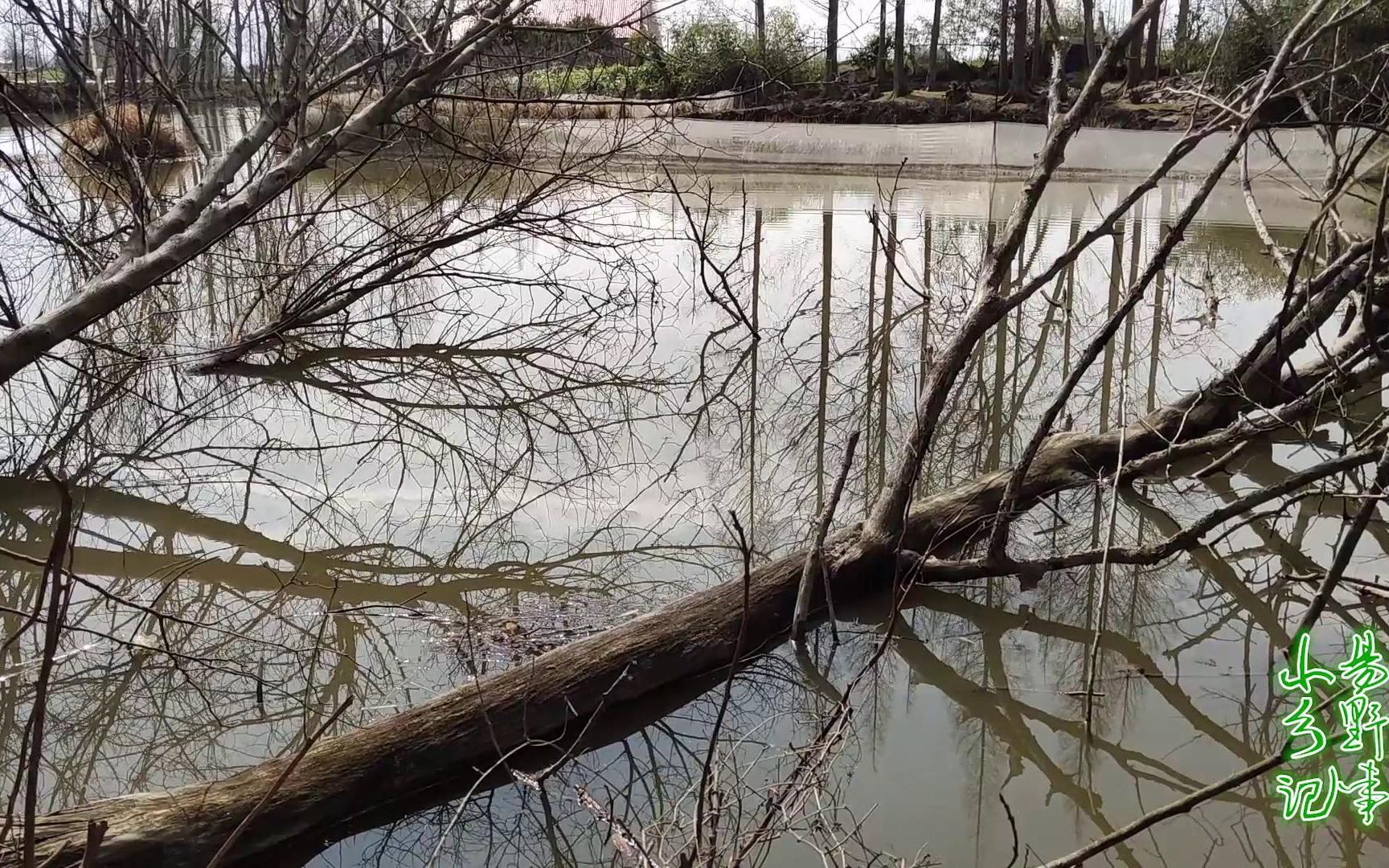 老塘边上2棵倒树中间打了几把酒米鲫鱼拉个不停真过瘾