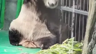 下载视频: 近日，大熊猫“曼兰”吃完饭后，缠着饲养员要挠痒痒。歪歪头，蹭一蹭，简直不要太可爱！[哈哈]（总台记者柴世文 杨青博）