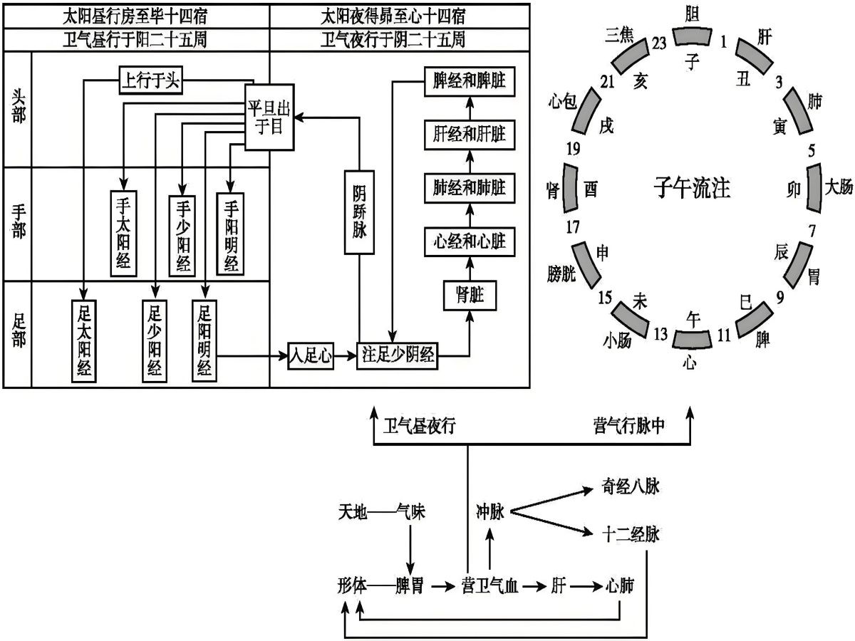 [图]第126讲：【黄帝内经】 营气和卫气的会合