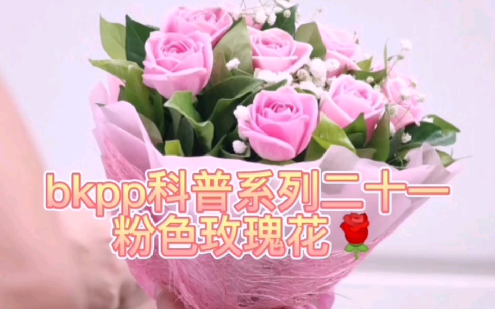 【bkpp】科普系列二十一 粉色玫瑰花哔哩哔哩bilibili