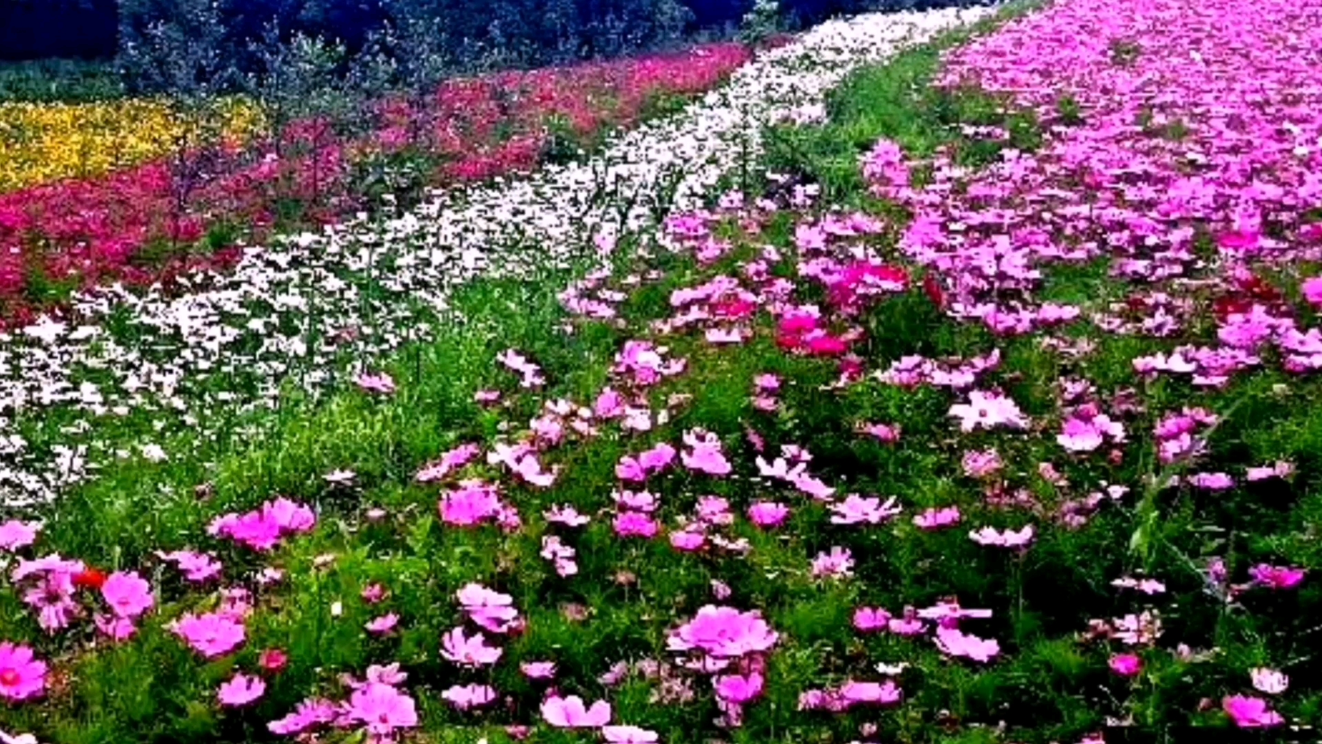 铜川花溪谷图片