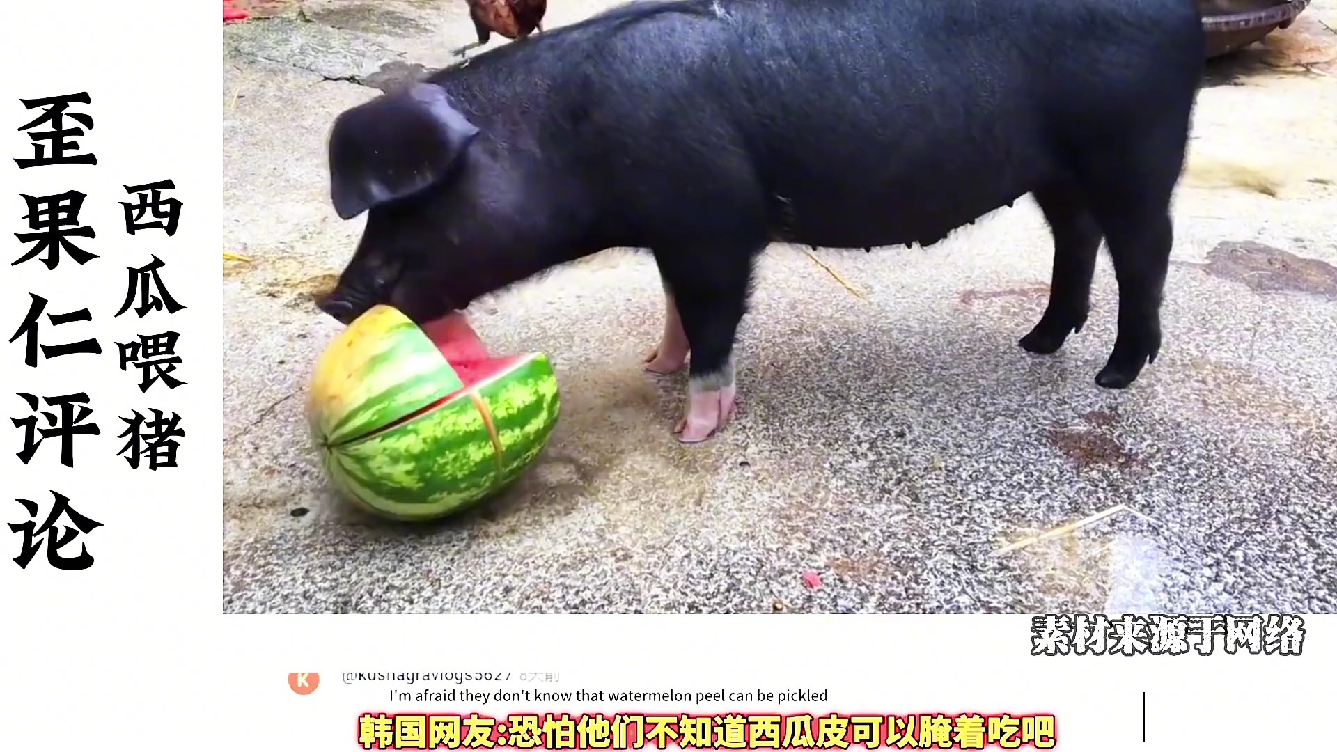 油管韩国网友热评中国小伙西瓜喂猪,棒子:他们肯定是在作秀!