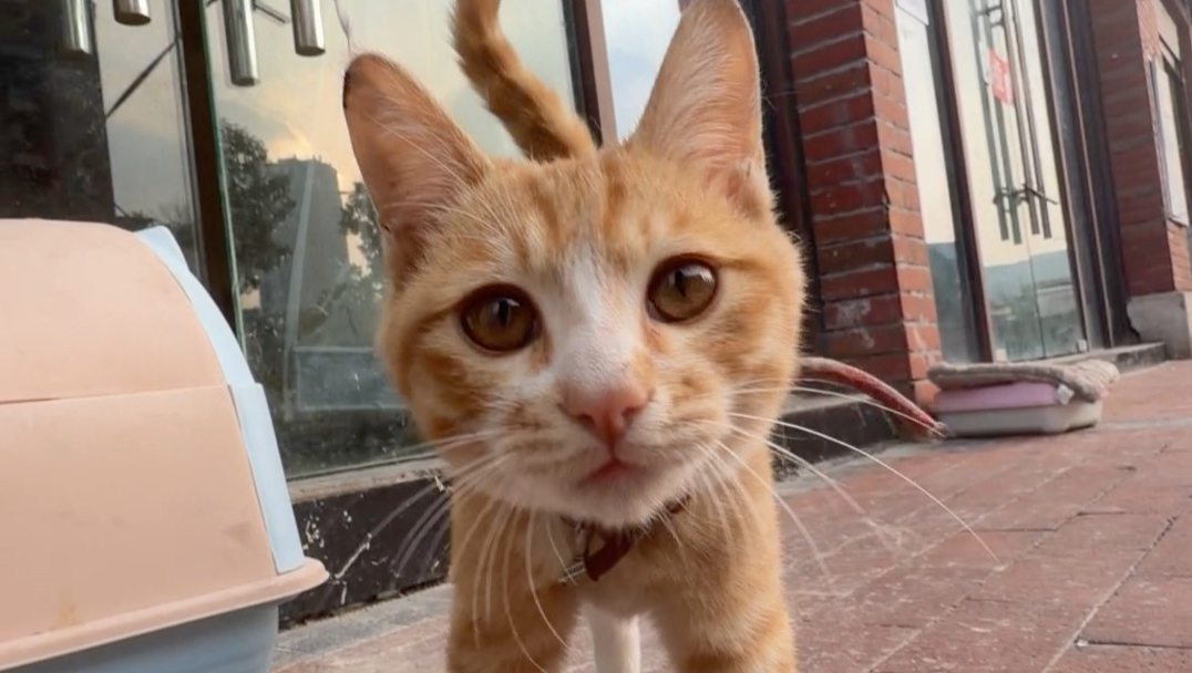 猫：想不咚这个人在干什么