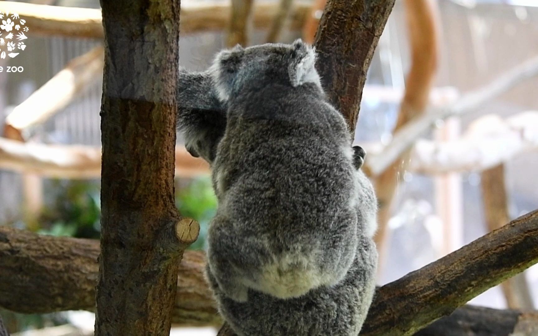 金泽动物园 最喜欢被妈妈背着的小考拉