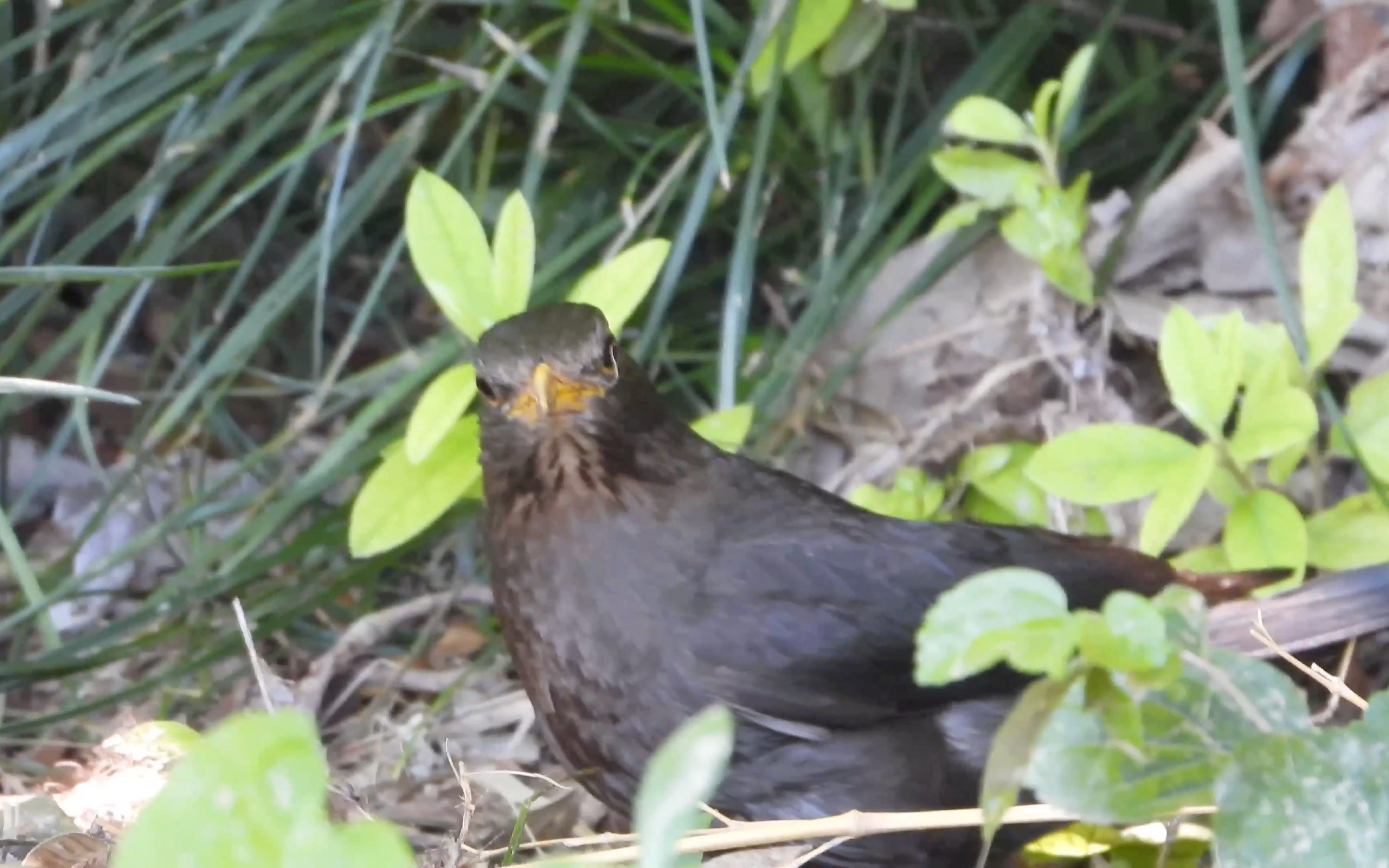 被乌鸫瞪了…(下次我藏好点)(o62o)