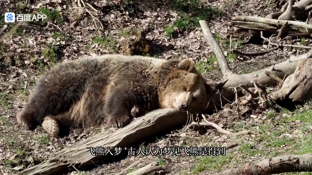 梦的成语有哪些成语大全寓意好的
