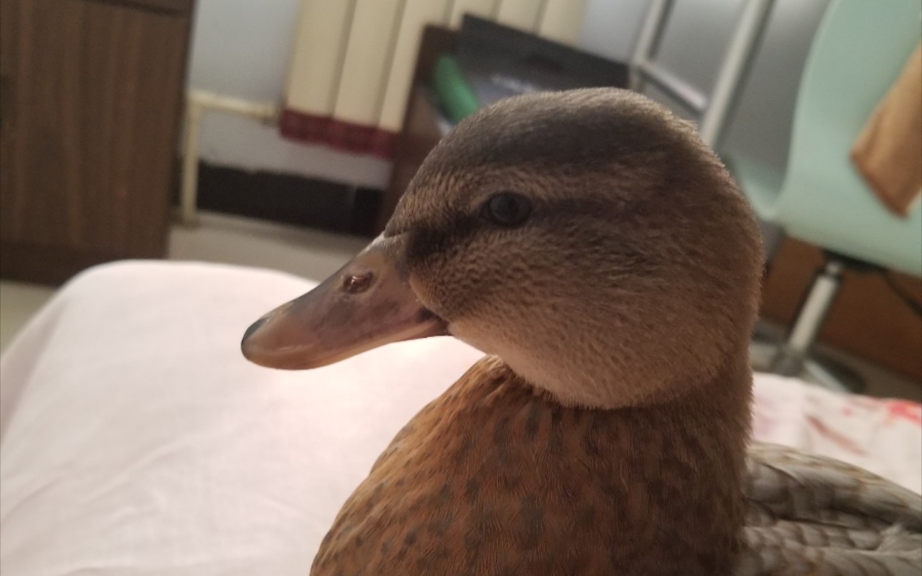 异色柯尔鸭两个月啦