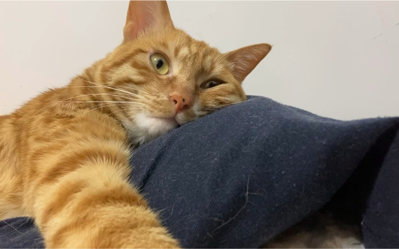[猫片]沙雕猫的日常