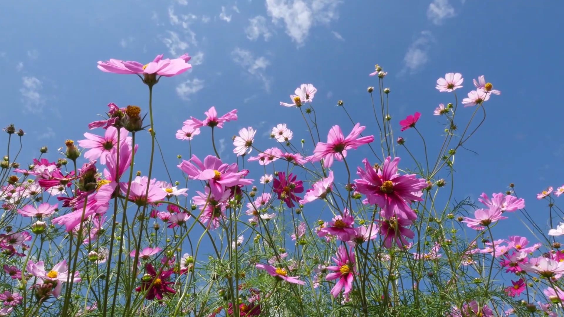 [图]4K自然风光--美丽的格桑花