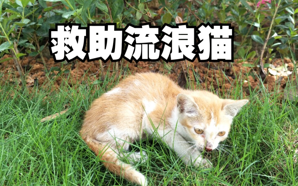 【流浪猫救助】国庆救了一只在马路边瑟瑟发抖的受伤小奶猫,暂时带回