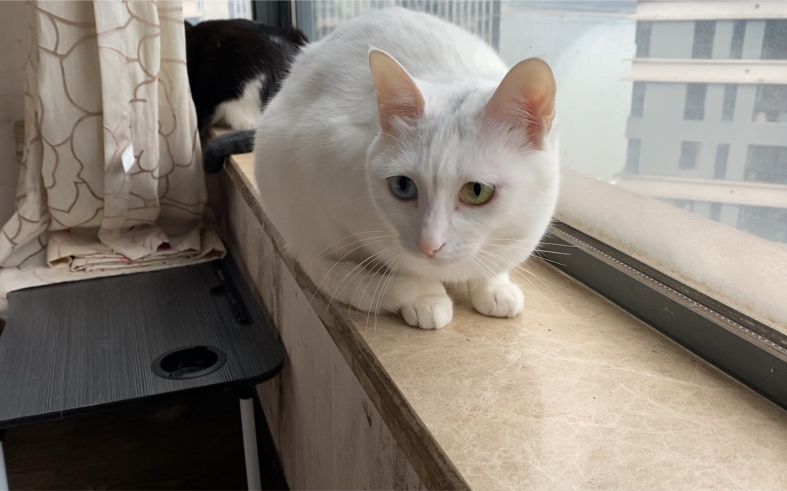 活动作品白色小猫咪45