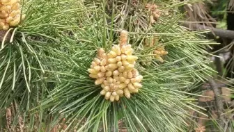 花粉过敏者的噩梦 在春季花粉期砍一颗松树 居然会散出这么多花粉 看完快要窒息了 哔哩哔哩 Bilibili