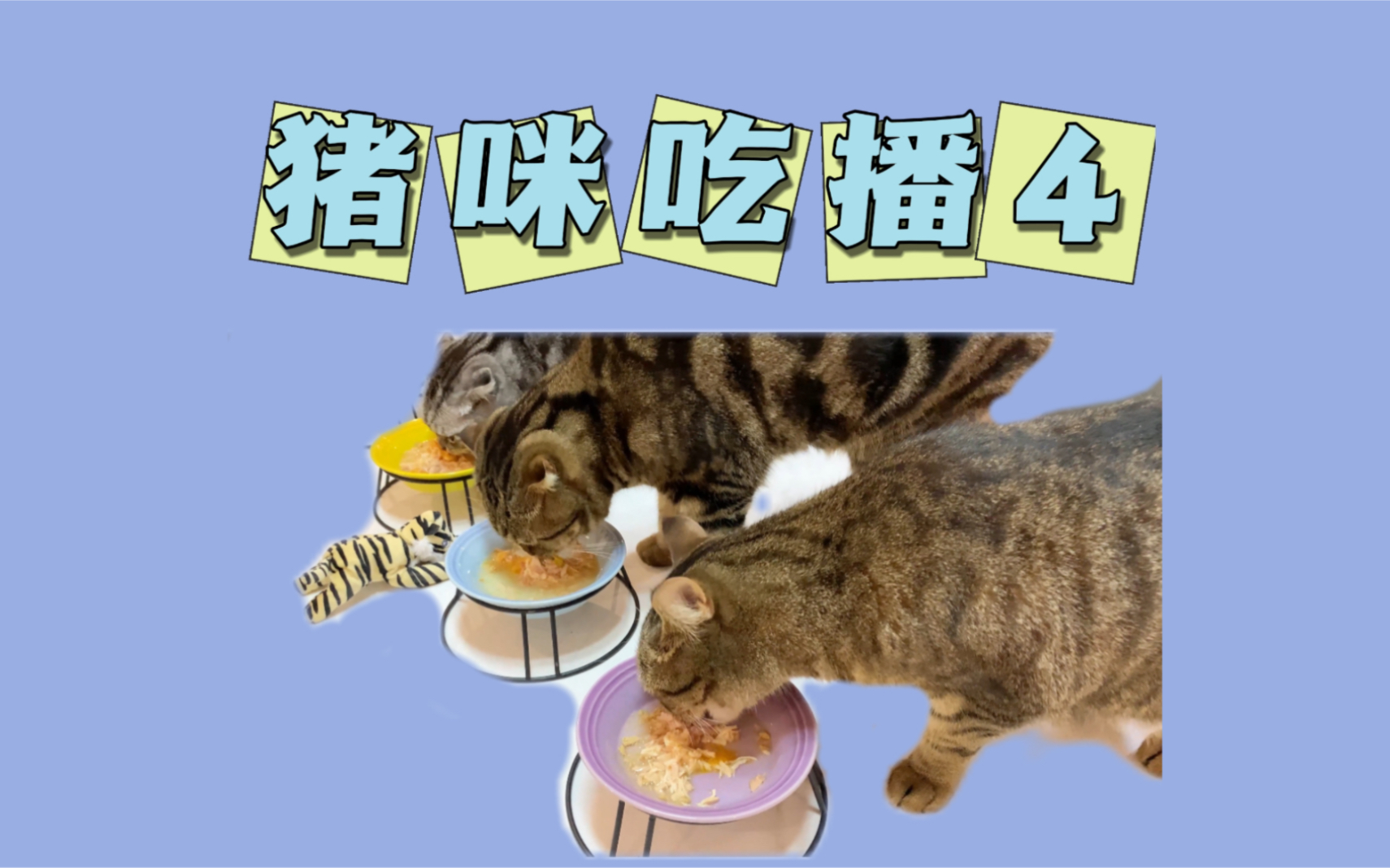 一窝猪咪，吃是美德！_哔哩哔哩_bilibili