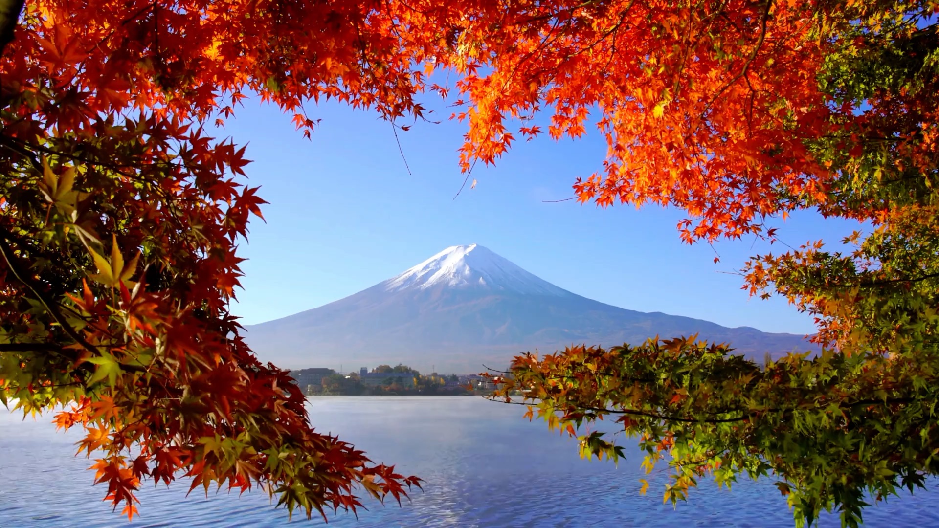 活着不一定要鲜艳,但一定要有自己的颜色,不辜负自己,不将就生活