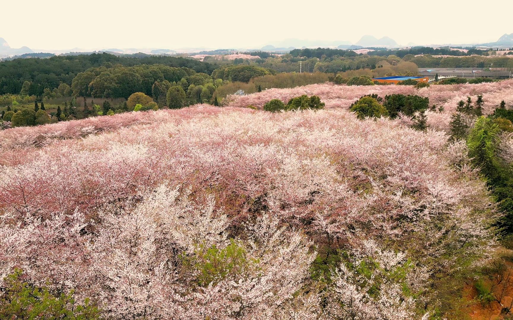 安順市-平壩區-萬畝櫻花園