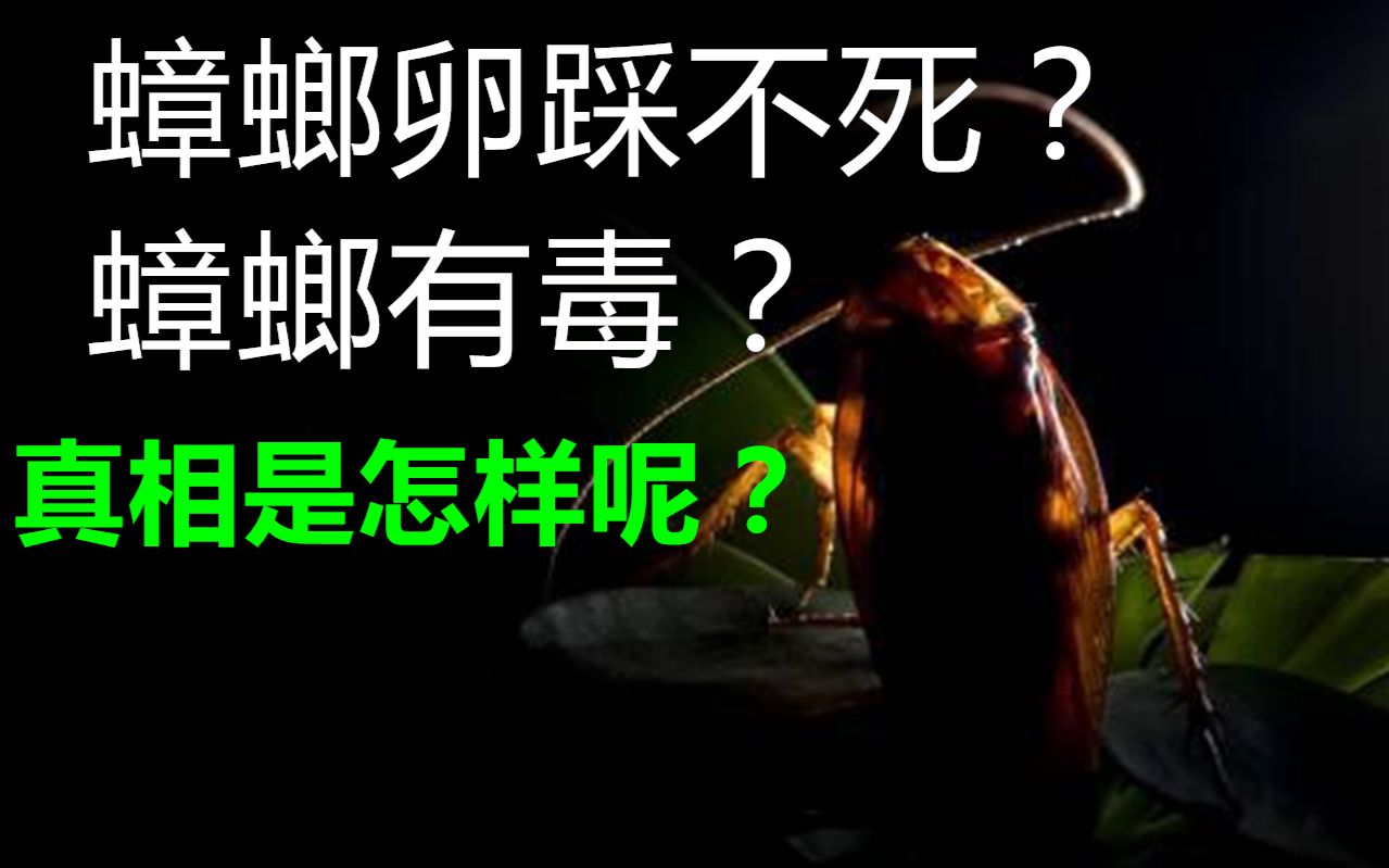 蟑螂还有毒?蟑螂卵踩不死?再再再次揭秘蟑螂真相哔哩哔哩bilibili