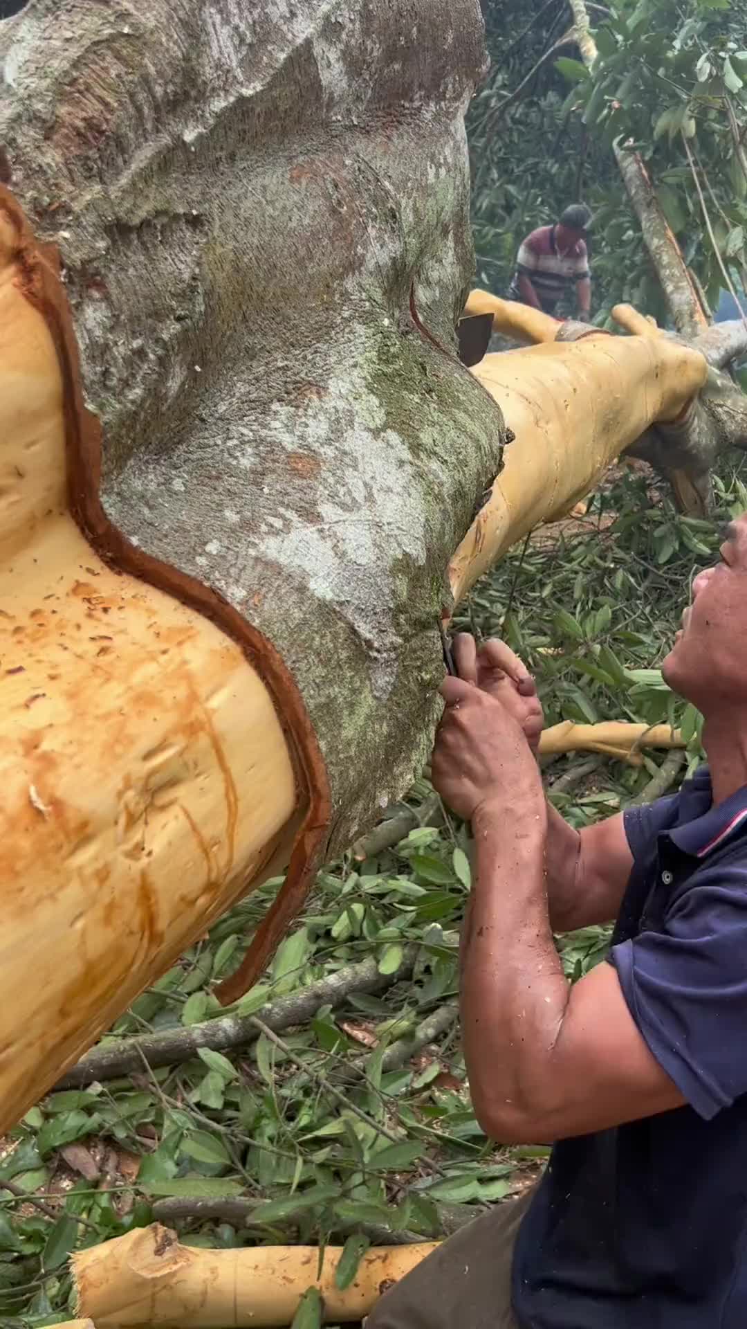 几十年的老师傅专业剥桂皮新农人计划2023我的乡村生活