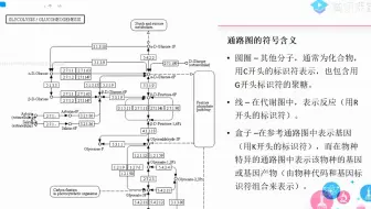 8 生物学通路KEEG、注释及基因功能富集分析.