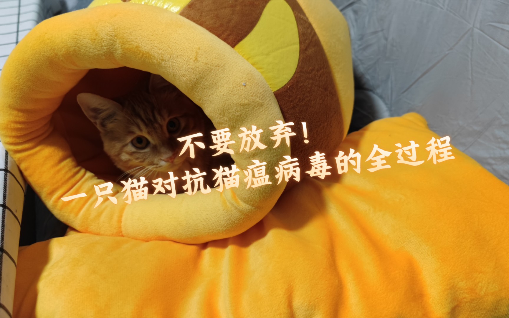 猫瘟治疗全程记录,不要害怕,科学治疗!哔哩哔哩bilibili