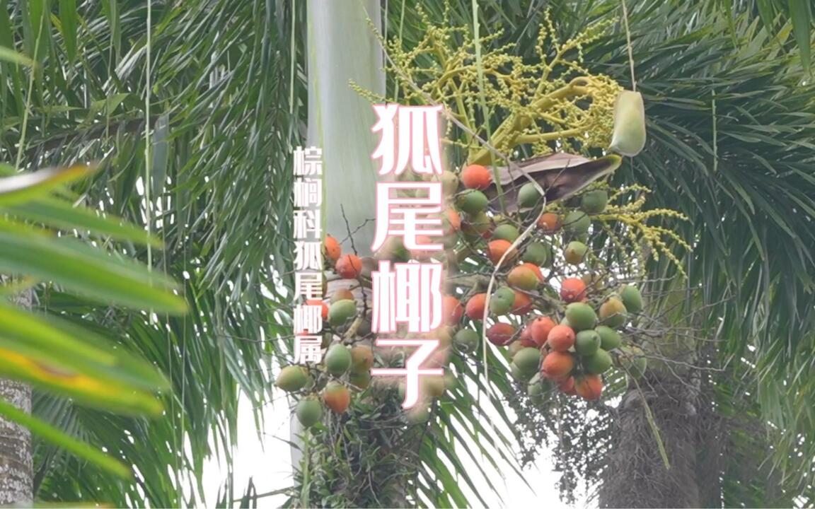 这是槟榔？椰子？还是大王棕？其实都不是，它的叶子整体像狐狸尾巴