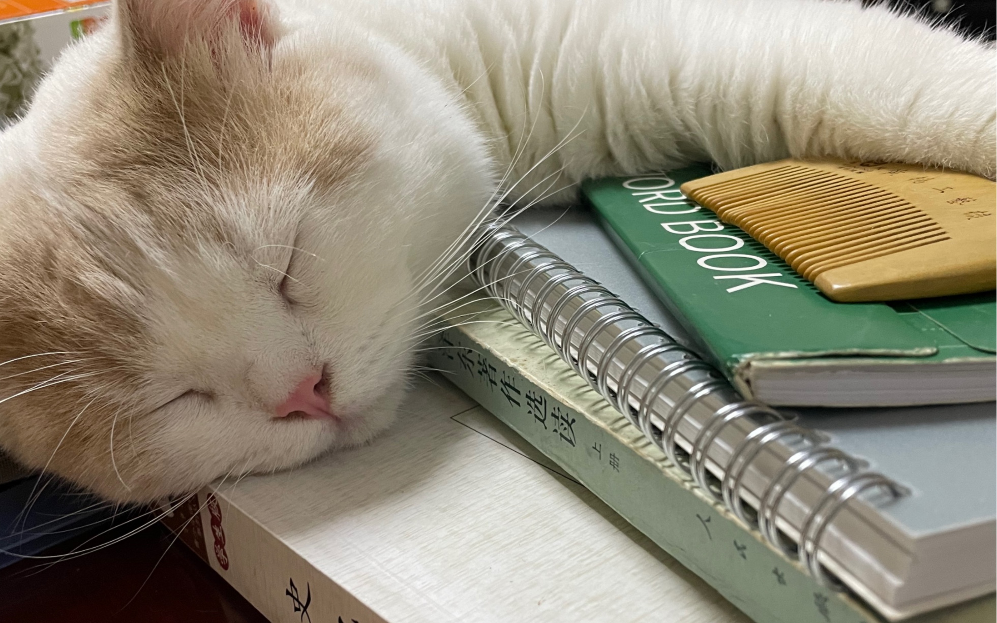 活动  不想看书 想睡觉 呼噜呼噜