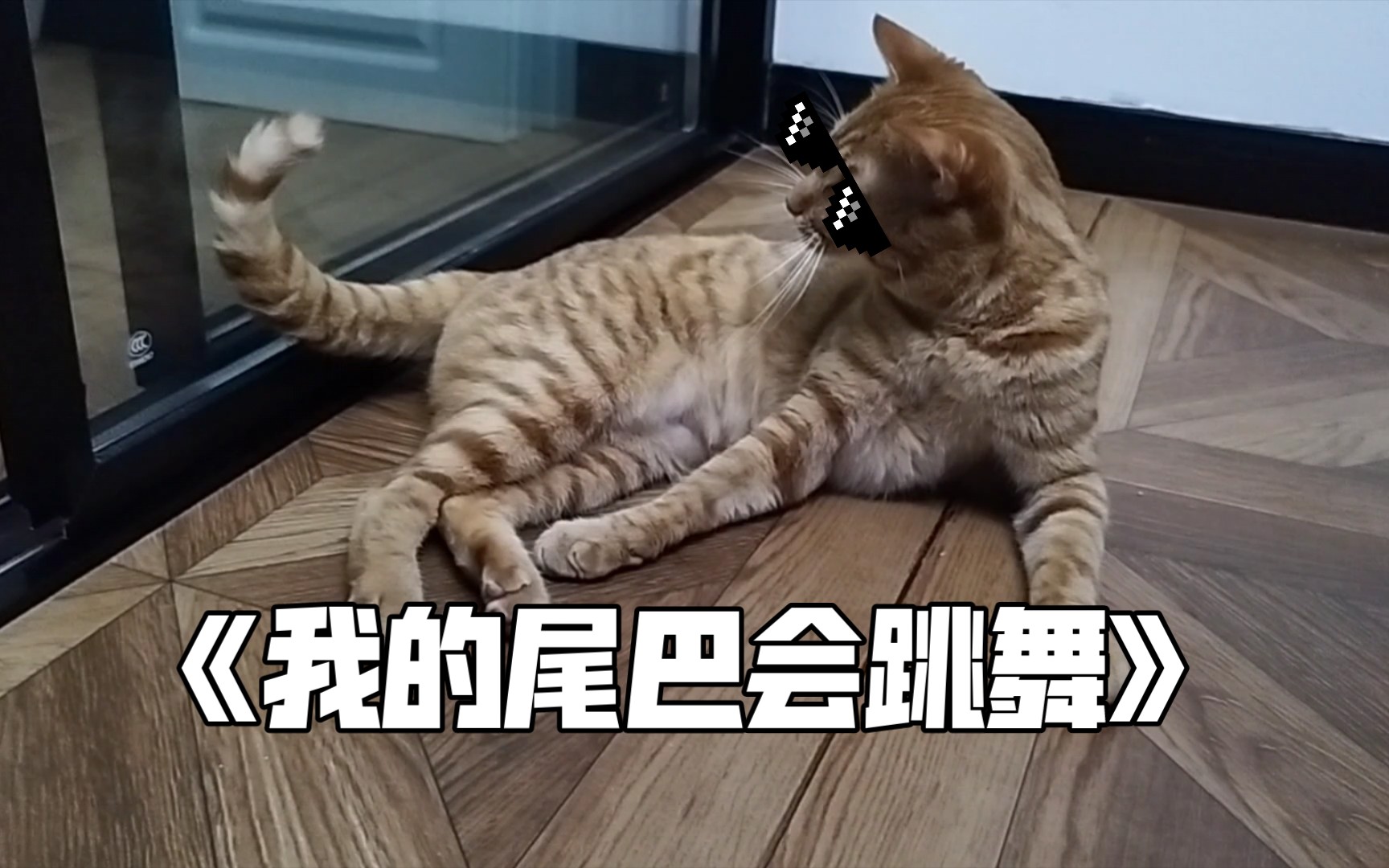 不会打节拍的猫咪不是好尾巴