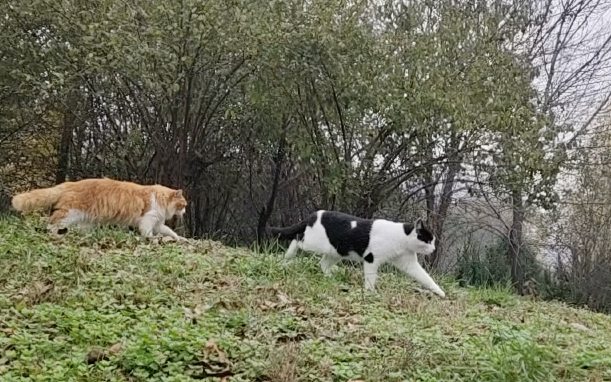 有些行为在人类世界是要踩缝纫机的,是吧猫猫【西安电子科技大学】哔哩哔哩bilibili