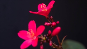 每日摄影小技巧】没有背景布怎么办?_哔哩哔哩(゜-゜)つロ干杯~-bilibili