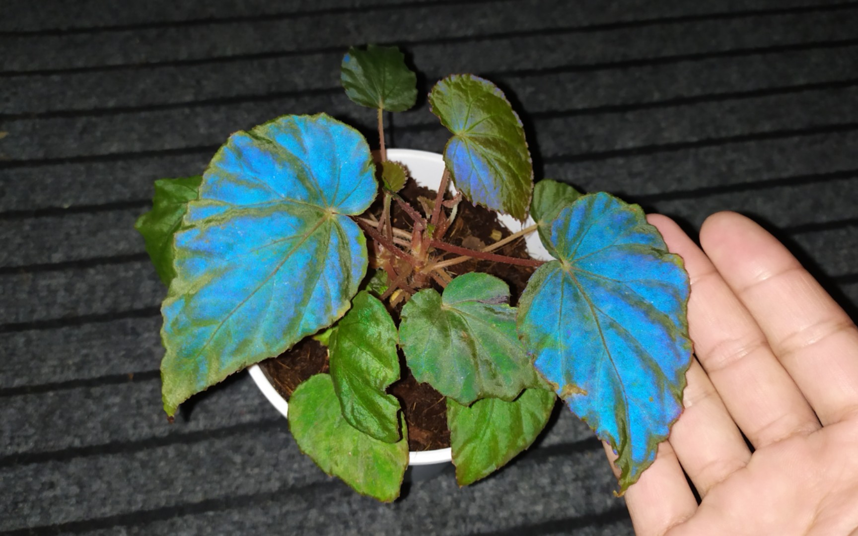 颜色很哇噻的孔雀秋海棠