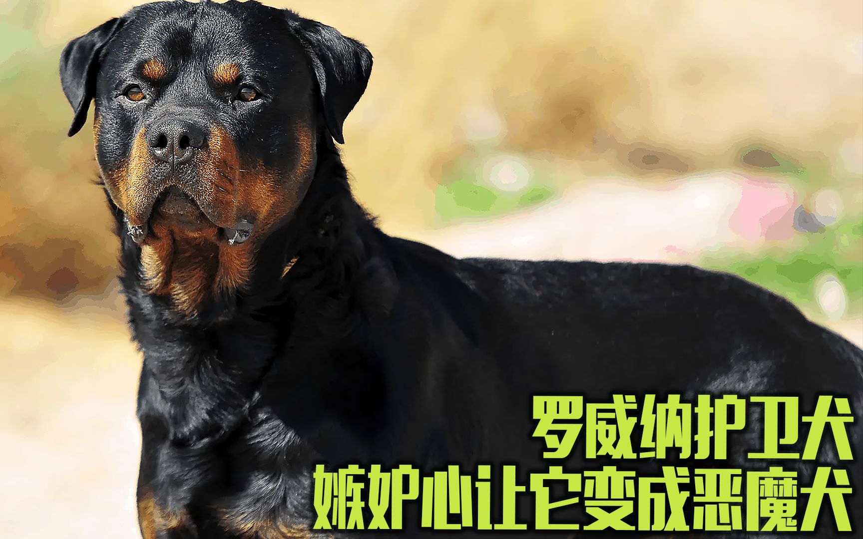 罗威纳护卫犬要是爆发嫉妒心,会变得非常疯狂哔哩哔哩bilibili