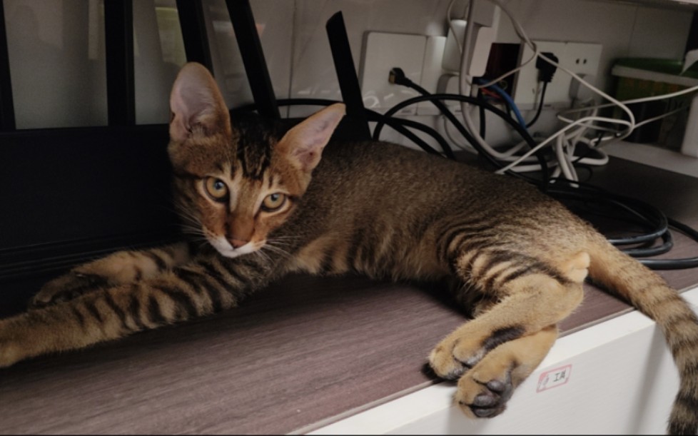 养中华雀猫真的太香了,不挑食会埋屎自己会玩性格还很好