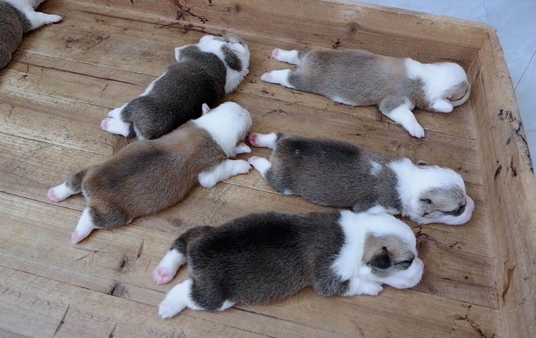 刚出生13天的小奶狗,蹬直后腿嘤嘤叫学走路,样子好自愈