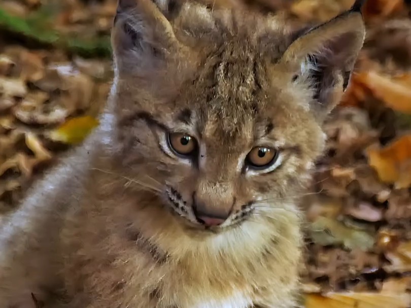 猞猁幼崽好奇又谨慎打量周围