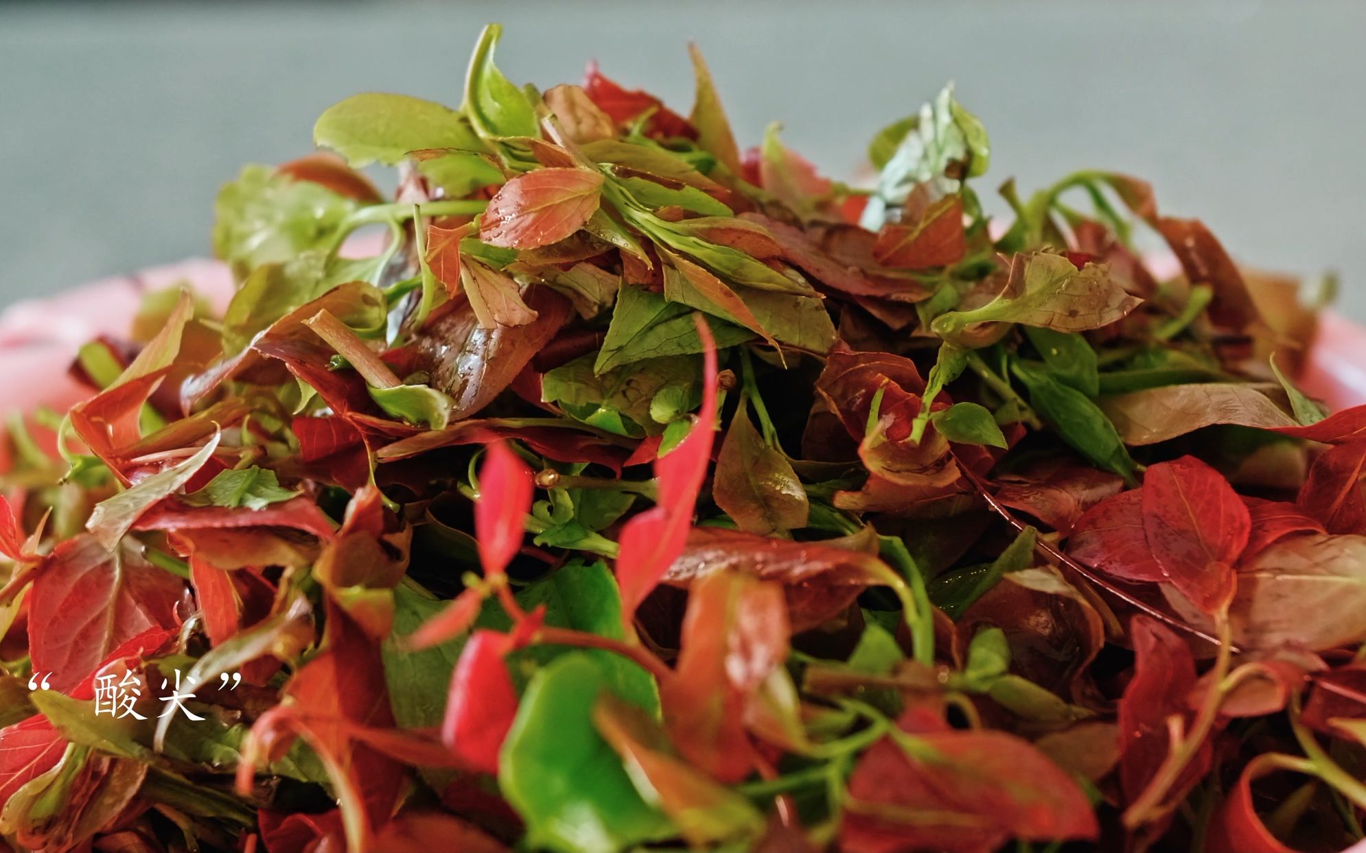 来自普洱大山中的野味"酸尖"春天的味道!