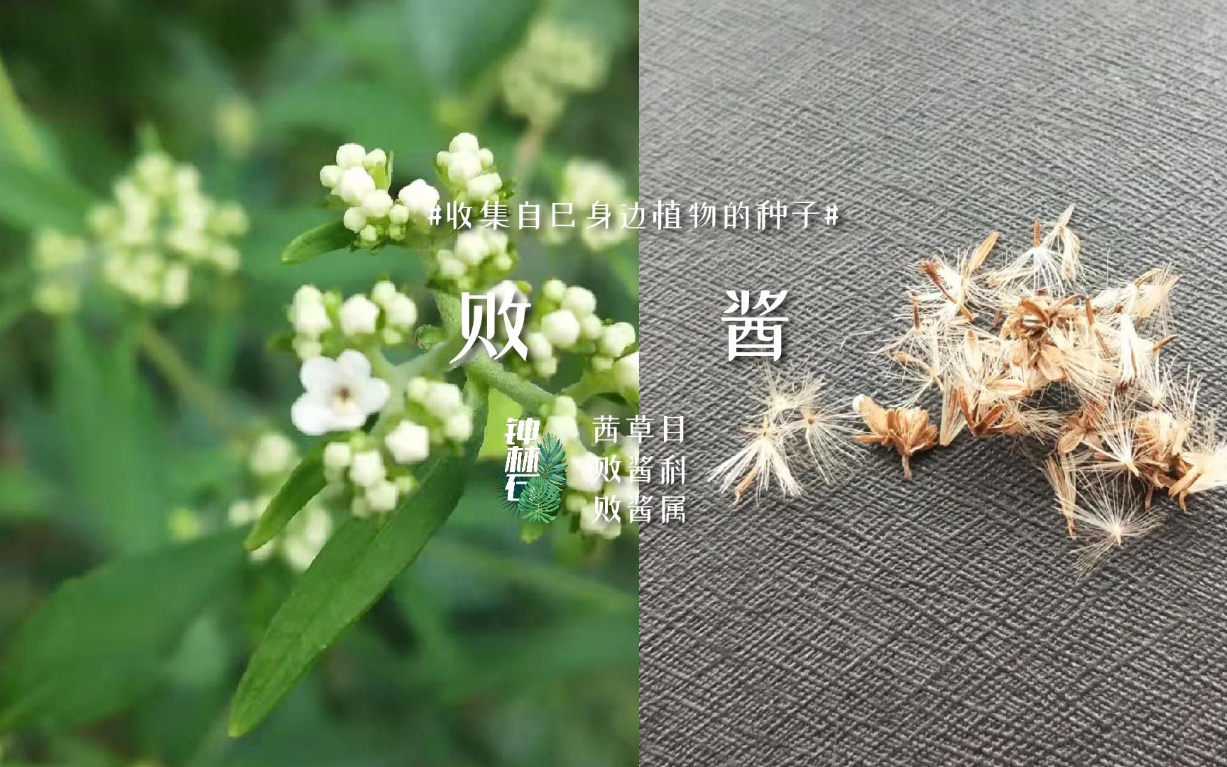 26号种子【败酱】三生花草梦哔哩哔哩bilibili