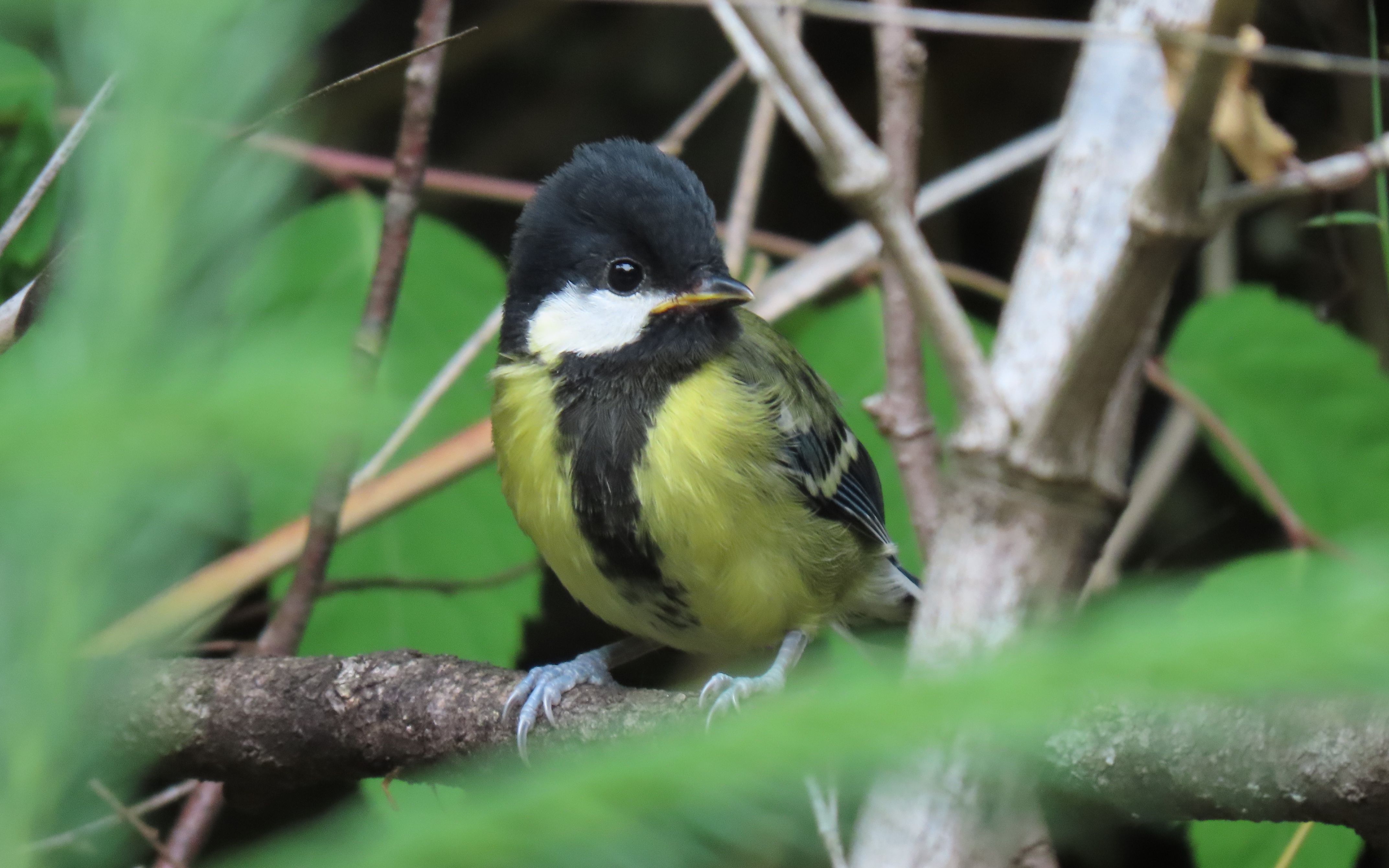 小绿背~_哔哩哔哩_bilibili