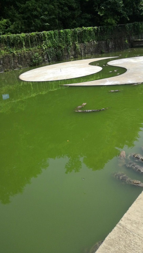 活动作品宣城鳄鱼湖打卡