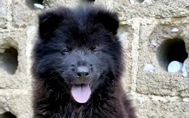 中国五黑土松狮小公