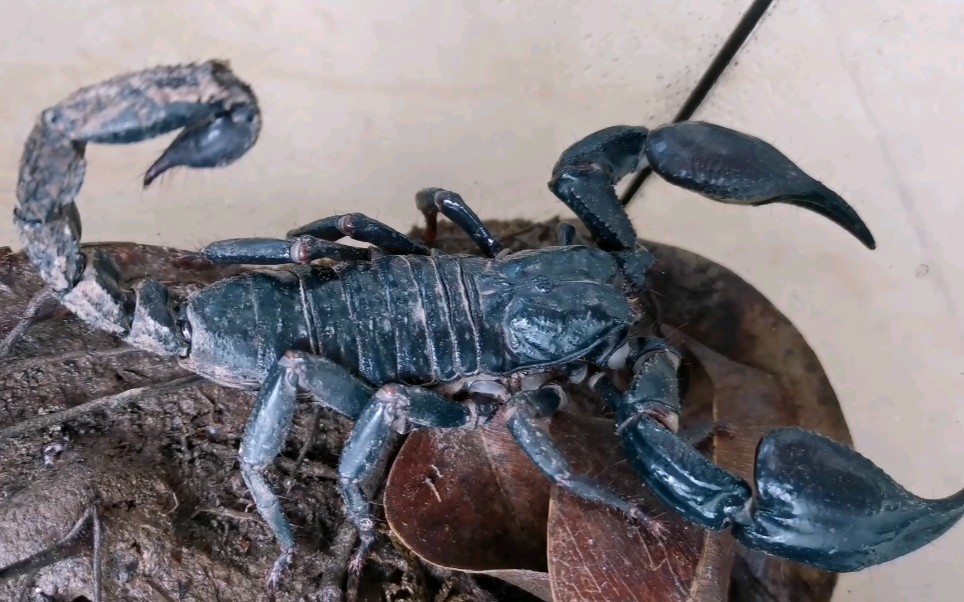 雨林蝎宠物蝎子温顺无毒随便玩