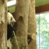 「旅美」显然 坐在树上的时候大熊猫丫丫的竹子才会更好吃 -2014.10.15
