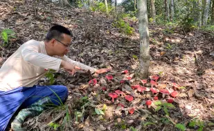 Download Video: 进山捡蘑菇，真没想到红蘑菇一窝接一窝，运气爆棚高兴坏了