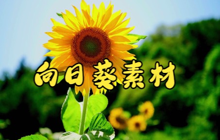 短视频素材:159向日葵视频素材(中)