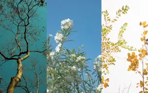 Download Video: Trees and Flowers