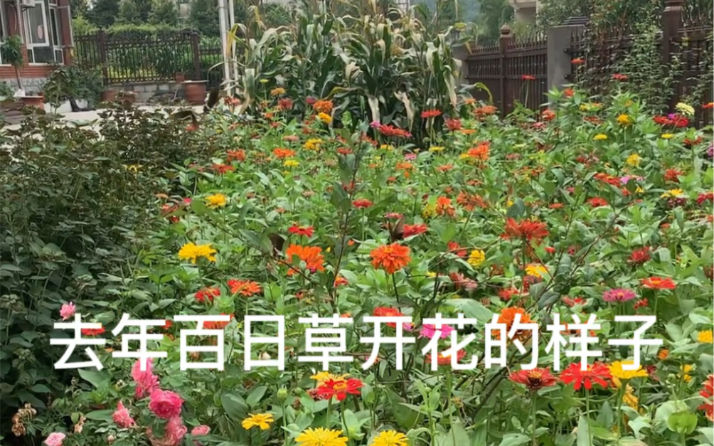 [图]去年的百日草