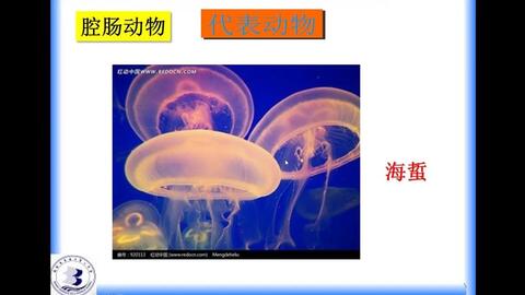 脊椎动物分类 哔哩哔哩