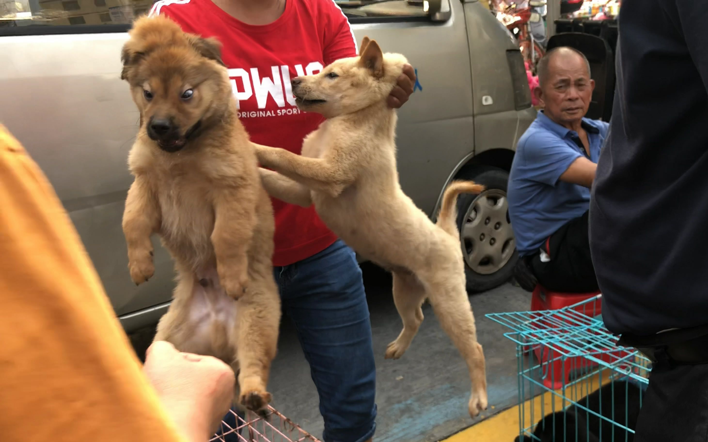 [图]相狗经都学不到的东西，看高手挑狗像白斩鸡那样提起来