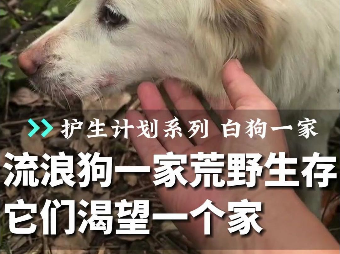 白狗妈妈在荒野带着孩子们流浪