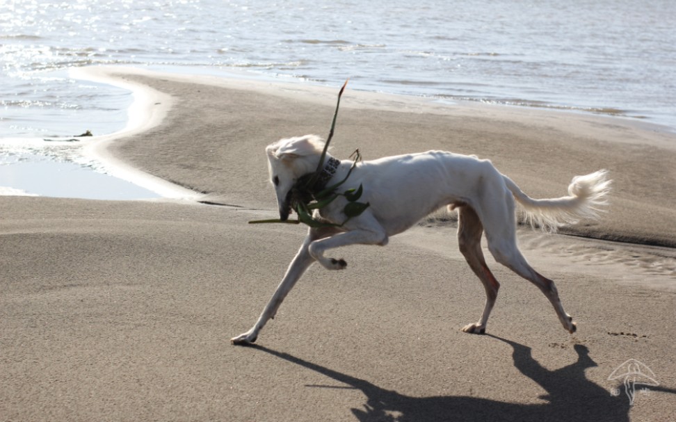 细屿·陕西细犬│在沙洲上奔跑,在沙洲上刨坑