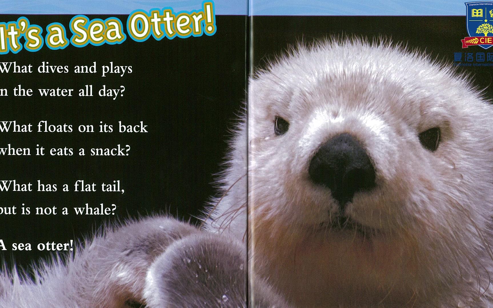 夏洛国际英语绘本阅读《sea otter》