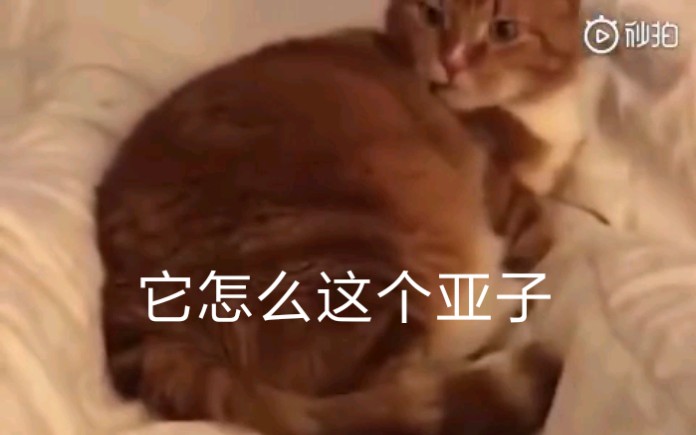 [图]油猫饼吗，它怎么这个亚子